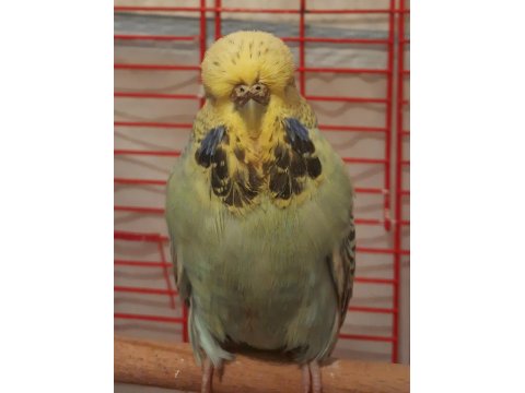 Dişi Show Jumbo Muhabbet Kuşu