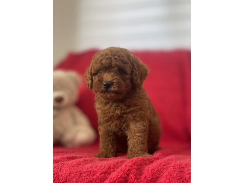 Red Brown Toy Poodle Yavrular