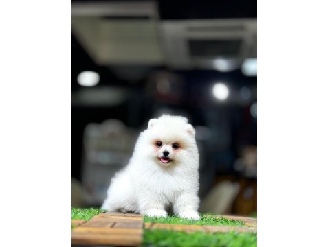 Orijinal Pomeranian Boo