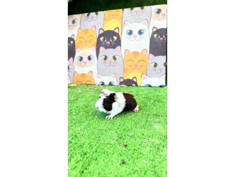 İzmirden Ginepig 1 Aylık