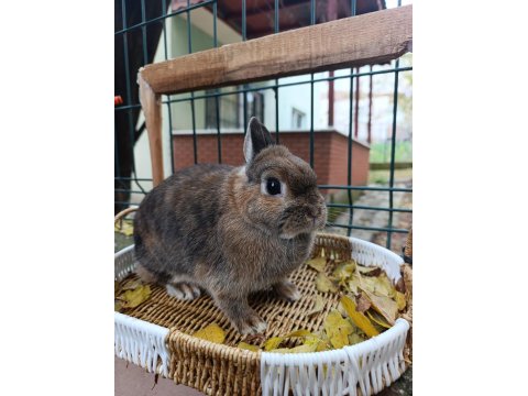 Hollanda Cüce Tavşan Anaç Takım 2+1 Yada 3+1