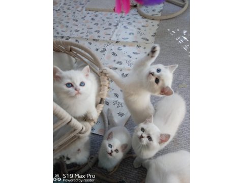 A Kalite British Shorthair Arayanlara
