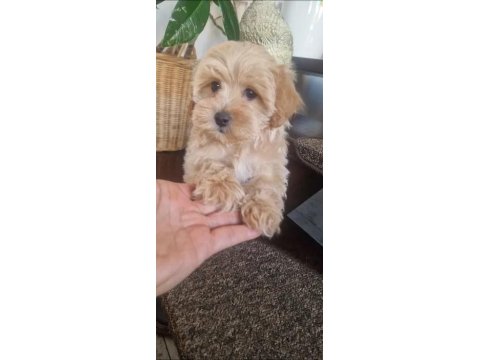 A Kalite Maltipoo Bebekler