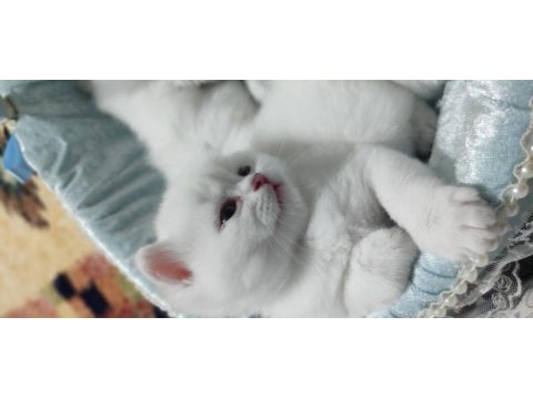 Kartopu Yavru Kediler Yeni Ailelerini Bekliyorlar