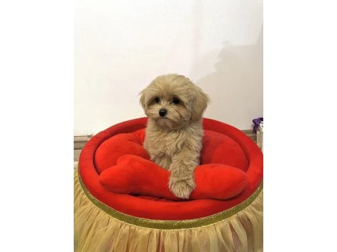 Sevgililer Gününe Özel Harika Maltipoo Bebeklerimiz