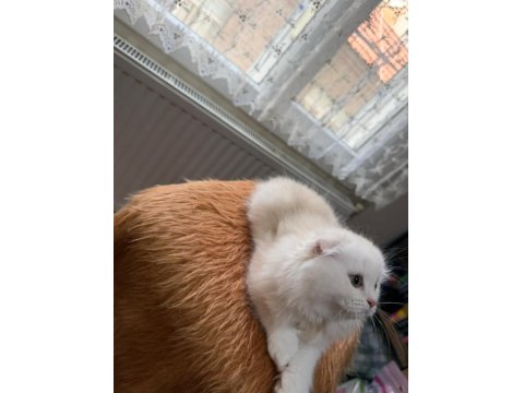 Scottish Fold Longhair Oyuncu Uysal