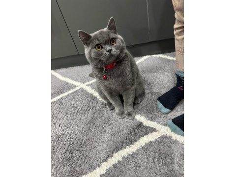 British Shorthair Çok Akıllı Kedimiz
