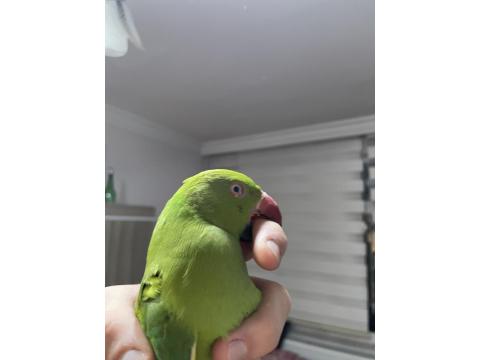 10 Aylık Erkek Pakistan Papağanı