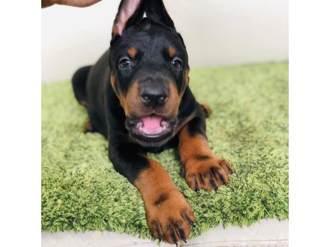Irk Garantili Doberman Yavruları
