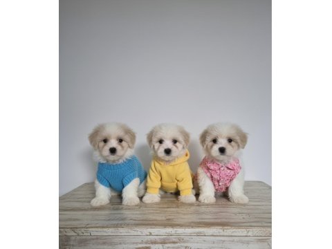 Hipoalerjenik Tüy Dökmeyen Maltipoo Bebekleri