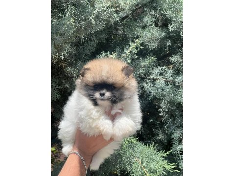 Muhteşem Pomeranian Renkler