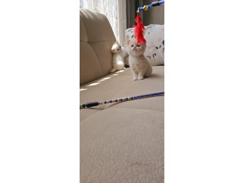 Kaliteli British Shorthair Kediler