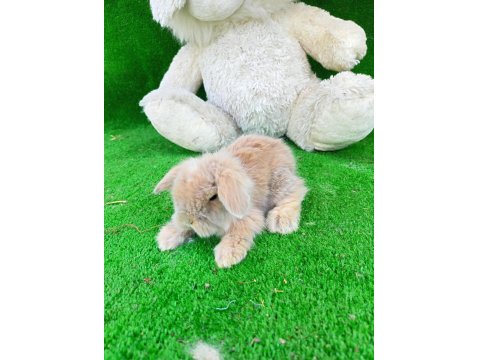 Hollanda Teddy Lop Tavşanlar
