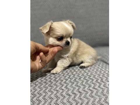 Safkan Kusursuz Yavrular Chihuahua Şivava