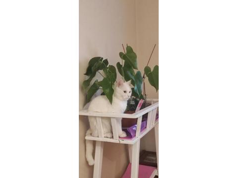 British Shorthair Erkek Kısır Cipli 4 Yaşında Ücretsiz