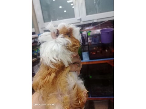 Prehistoricpets Garantisi İle Guinea Pig