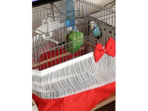 Jumbo Vasıflı Muhabbet Kuşu Takım Yavrulu