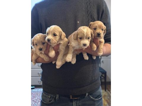 A Kalite Sağlıklı Orjinal Maltipoo