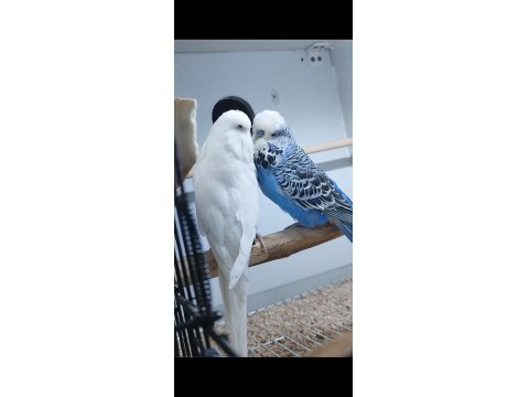 Şov Jumbo Çift Muhabbet Kuşu