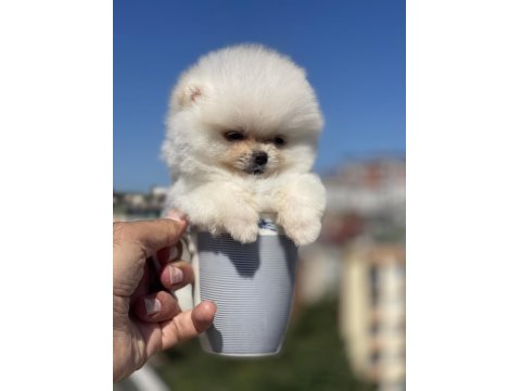 Tea Cup Ayı Surat Pomeranian Boo Yavru