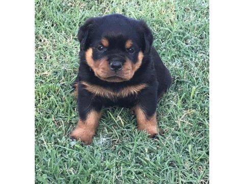 Safkan Macar Rottweiler 2 Aylık Yavru Köpekler