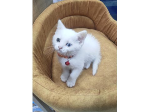 Odd Eyes British Shorthair Yavrumuz