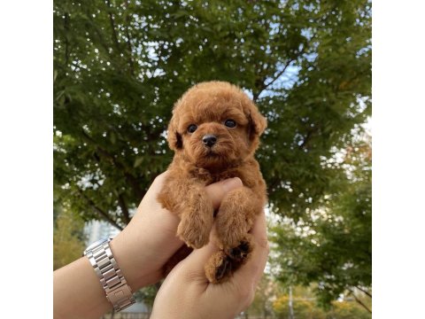 Sevimli Toy Poodle Yavruları