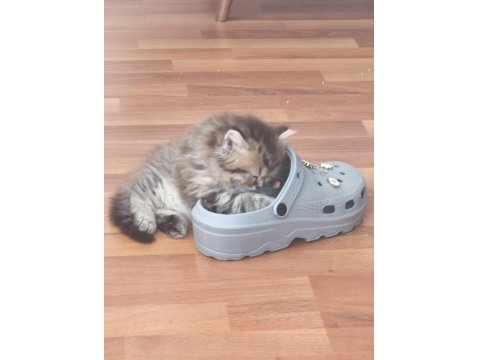 British Longhair Silver Tabby