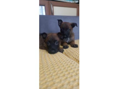 Bursadan Malinois Yavrular