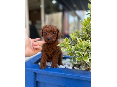 Safkan Mini Poodle Yavrularım