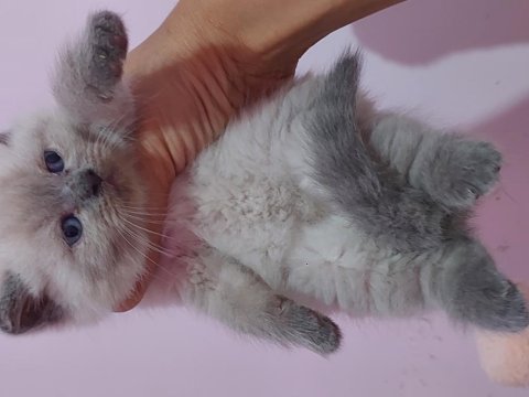 A Kalite Irk Garantili Yavru Kedilerdir (Ücretsiz Değildir)