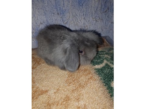 Teddy Lop Tavşanı Yavrular