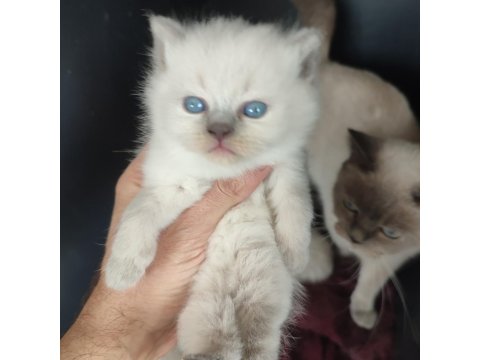 Blue Point Yavru Kedilerimiz