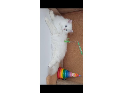 Safkan Anne Ve Babanın Wcf Onaylı British Longhair Yavruları