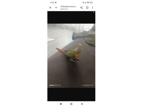 1.5 Yaşında El Besleme Konur