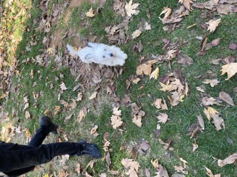 Daha Uygunu Maltipoo Yok