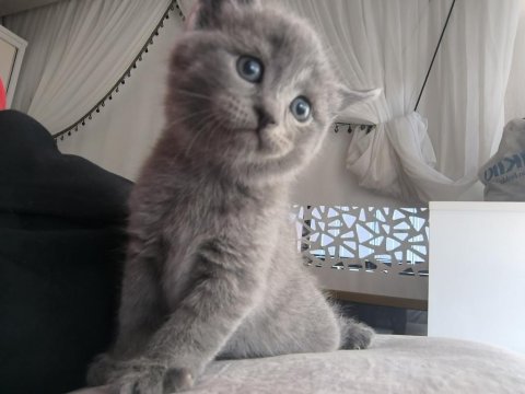 1 Aylık Dişi Yavru Kediler