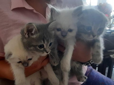 British Ve Scottish 4 Yavru