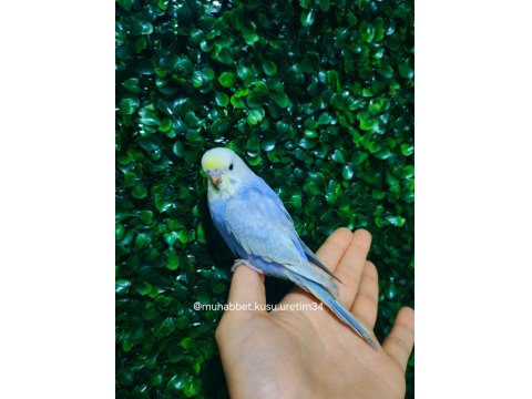 Çocuklar İçin Sağlıklı Tertemiz Muhabbet Kuşları