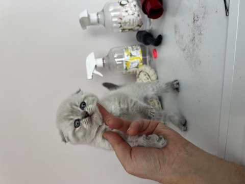 Scottish Fold Blue Point Yavrularım
