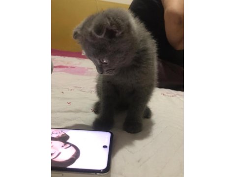 Scottish Fold 0 Numara Erkek Yavru