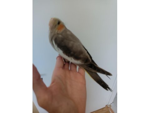 Yavru Sultan Papağanımız