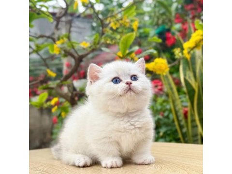 Muhteşem Güzellikte Topaç Kafa British Bebeklerim