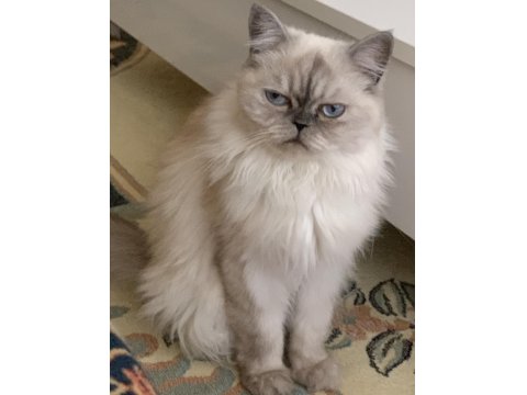 4 Yaşında, Kısırlaştırılmış, Dişi, Çipli, Chinchilla Kırması