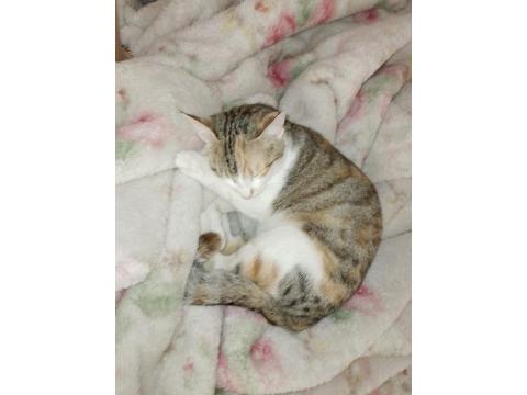 Kızımda Alerji Çıktı O Yüzden Kedimi Vermek Zorundayım