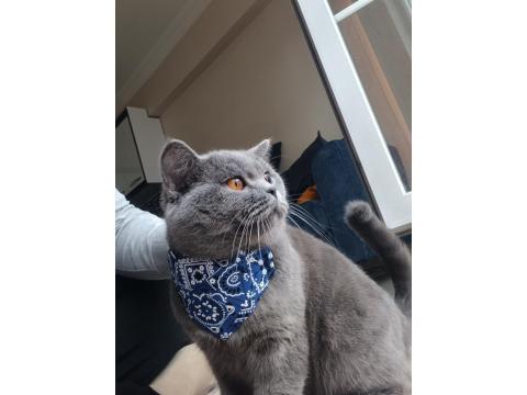 5-6 Aylık Dişi British Shorthair
