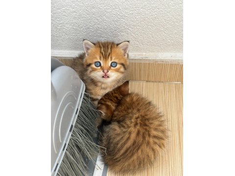 Tatlı Golden British Shorthair Yavrular