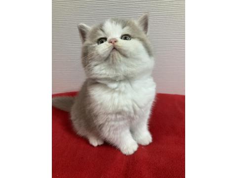 British Longhair Bicolor Kedimiz