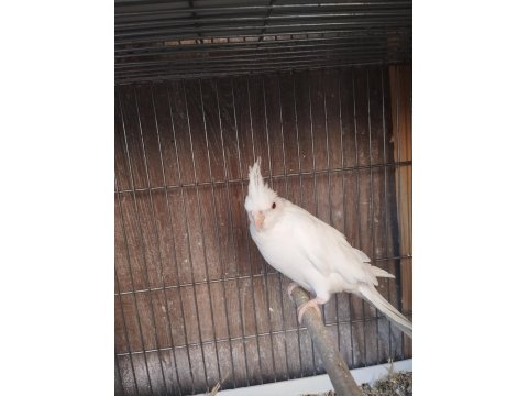 Sultan Papağanı Ev Üretimi