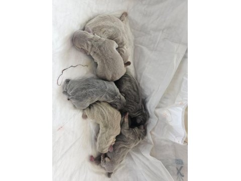 Dünyalar Güzeli French Bulldog Yavrularımız